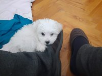 5 aylık dişi Maltese Terrier