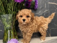 Kore kilo garantili yavru maltipoo
