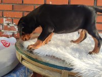 Irkının üst düzey temsilcileri bizde doberman