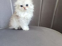 Scottish fold prenses