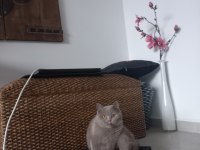 Sevgi dolu bir yuva arıyoruz kedimize