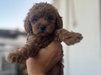 TOY POODLE ÇİKOLATA KÖPEKLERİM