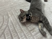 BRİTİSH SHORTHAİR KEDİMİZİ ÜCRETSİZ SAHİPLENDİRME