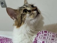 Çok tatlı bir ANKARA KEDİSİ