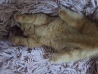 2 bucuk aylık scottish fold