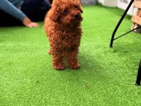Toy poodle bebekler