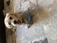Terrier kırması kızımıza eşlemek için erkek arıyoruz