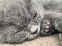 Yavru British Shorthair