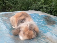 Lop tavşanlar