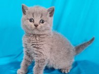 Scottish fold yavrular sahibinden