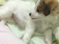 Yavru Morkie