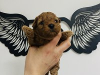 Red Toy Poodle Bebeklerimiz Mükemmel Ötesi.
