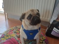 Eğitimli pug