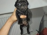 Siyah pug yavrumuz