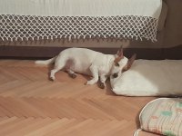 Sevimli ve uysal jack russell