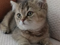 Yakışıklı yavru british shorthair
