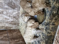 Maltipoo yavrularimiz