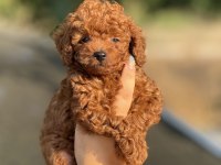 Kuyruksuz Aşılı POODLE