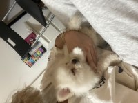 1.5 aylık pomeranian yavruları