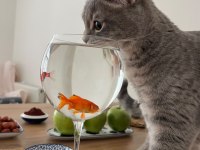 Pişu British Shorthair Kızımız