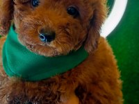 Kore poodle erkek dişi köpekler