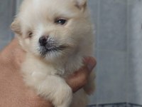 Orjinal anne baba altından 2 aylık pomeranian boo lar