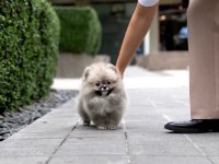 POMERANİAN BEBEKLER