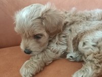 Çok tatlı maltipoo erkek yavrumuz