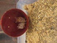 Tatlış Yavru Hamster Yavrucaklar