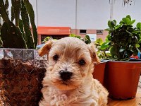 60 günlük orjinal maltipoo yavru