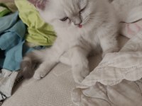 British shorthair blue point dişi