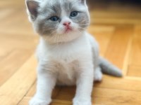 Nadir Bulunan Lilac Rengi Yavru British Shorthair