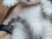 British shorthair kedisi