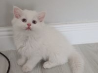 British longhair golden ve beyaz 4 yavru