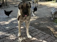 Dev kangal yavrular rezerveye açıktır