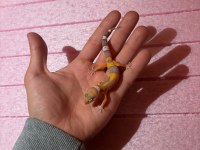 Leopard gecko garantili morph
