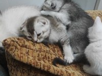 50 günlük scottish fold yavrular