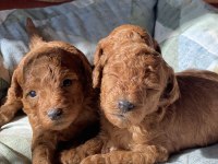 Aşılı Red Brown Toy Poodle