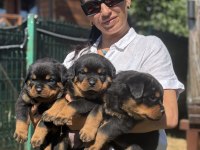 Rottweiler FCI şecereli yavrular