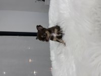 Micro erkek çikolata tan şivava