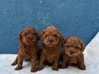 Denizli Merkez Teslime Hazır Poodle Yavrular