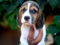 Beagle yavrularımız safkan bebişler