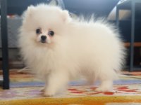 Pomeranian boo bebeklerimiz ırk garantili