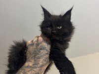 Safkan full scrli beyaz aslan maine coon yavruları