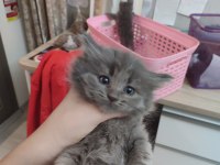 Erkek british longhair