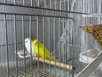 muhabbet kuşu takım