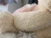 British longhair dişi kedimiz