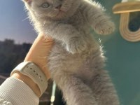 2 Aylık British Shorthair Yavrular