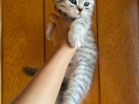 Silver tabby british shorthair