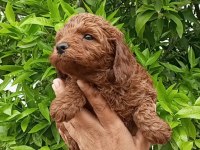 Toy poodle yavrular teslime hazır